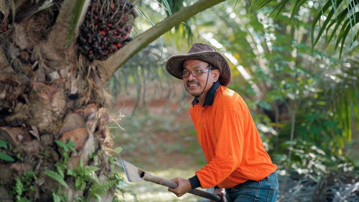 Světová jednička Indonésie zakáže vývoz palmového oleje